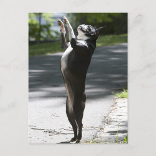 Boston Terrier 2 Postcard
