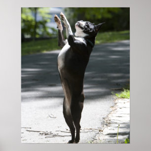 Boston Terrier 2 Poster