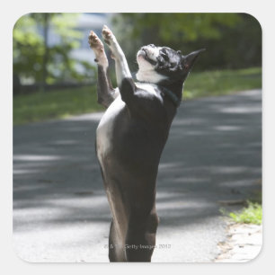 Boston Terrier 2 Square Sticker