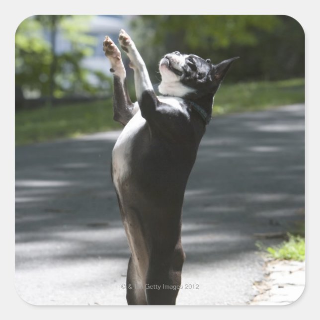 Boston Terrier 2 Square Sticker (Front)