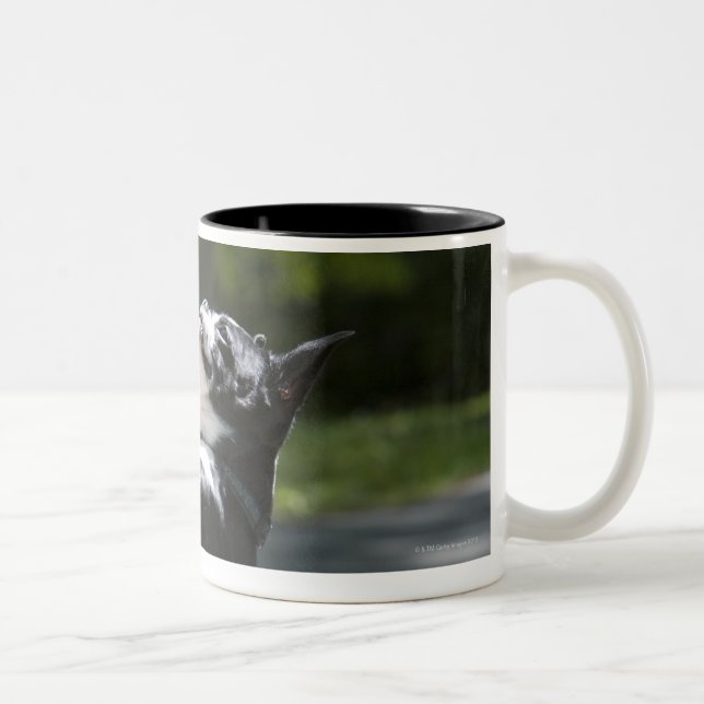 Boston Terrier 2 Two-Tone Coffee Mug (Right)