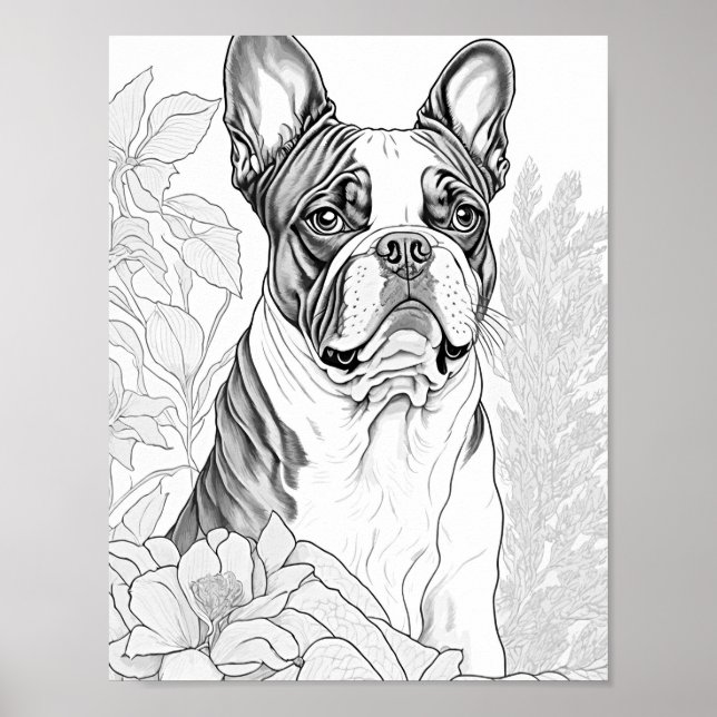 Boston Terrier Adult Colouring Poster (Front)