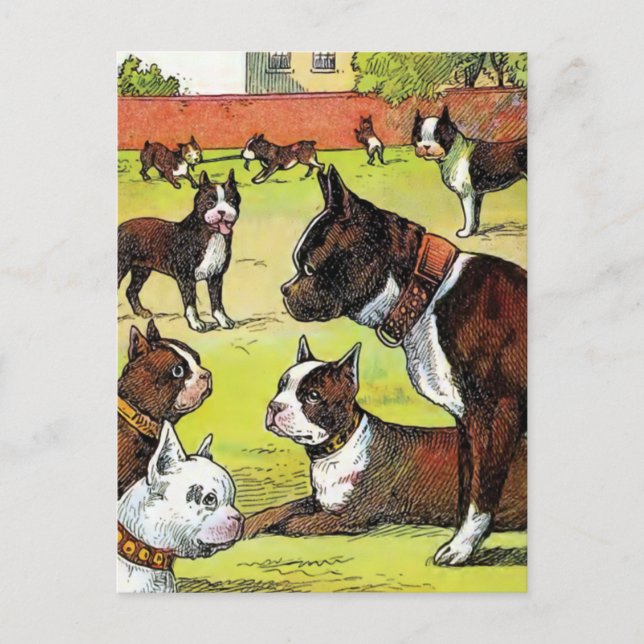 Boston Terrier and Puppies Vintage Illustration Postcard (Front)