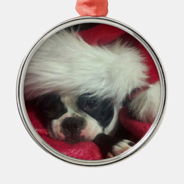 Boston Terrier-(awake) Christmas Ornament (Front)
