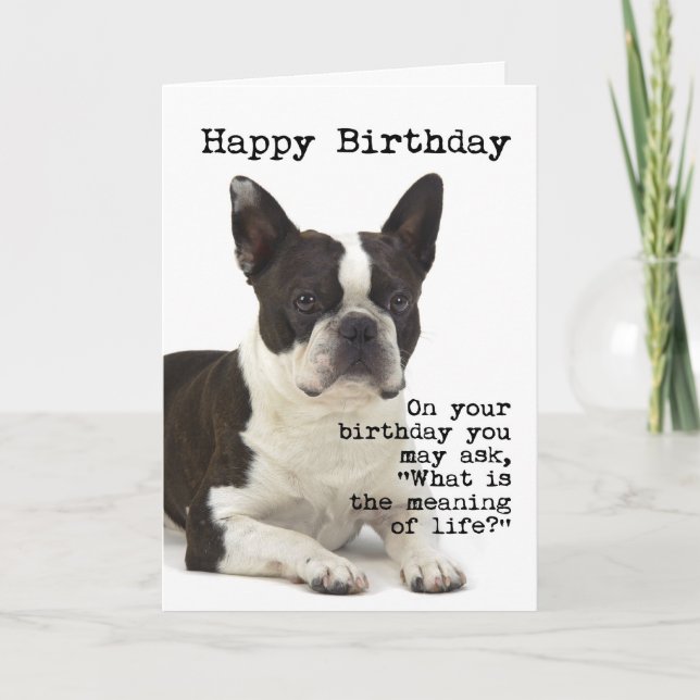 Boston Terrier Birthday Card (Front)