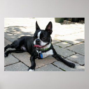 Boston Terrier Boston-5 Poster
