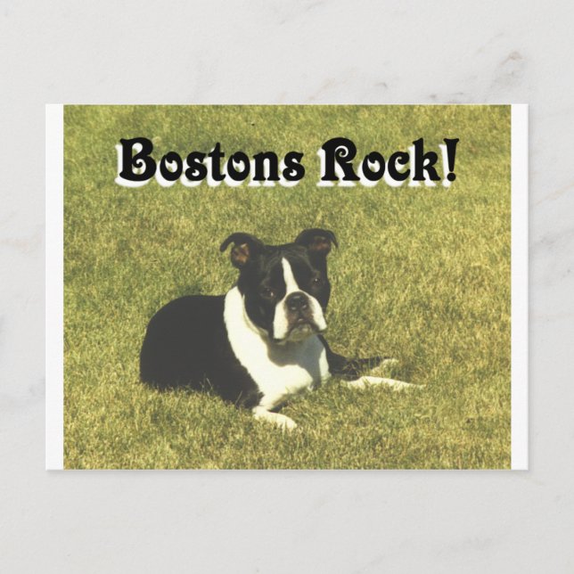 Boston Terrier:  Bostons Rock Postcard (Front)