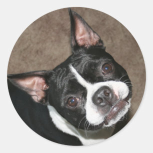 Boston Terrier:  Bright Face Classic Round Sticker