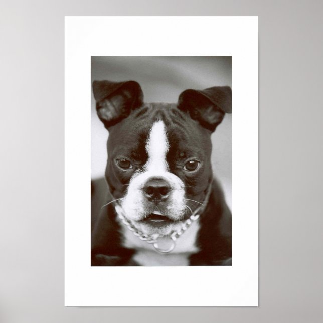 Boston Terrier/ "Buster-Capone" Poster (Front)