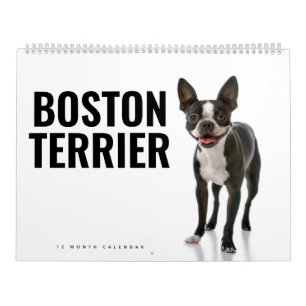 Boston Terrier Calendar