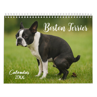 Boston Terrier calendar 2026