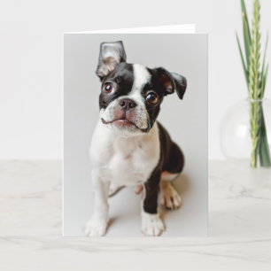Boston Terrier Card
