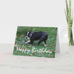 Boston Terrier Card