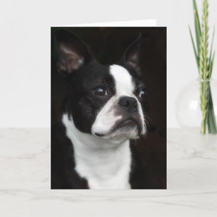 Boston Terrier Card
