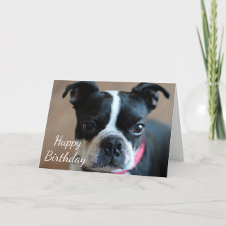 Boston Terrier Card