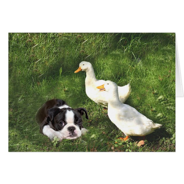 Boston Terrier Card Ducks (Front Horizontal)