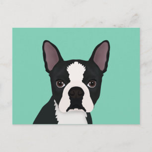 boston terrier cartoon postcard