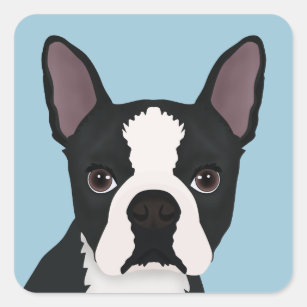 Funny Cartoon Boston Terrier Stickers Zazzle Au