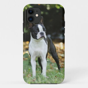 Boston terrier iPhone 11 case
