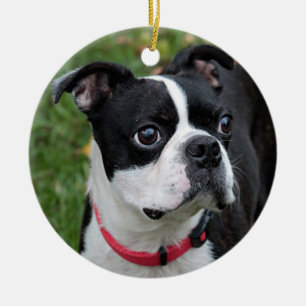Boston terrier ceramic ornament