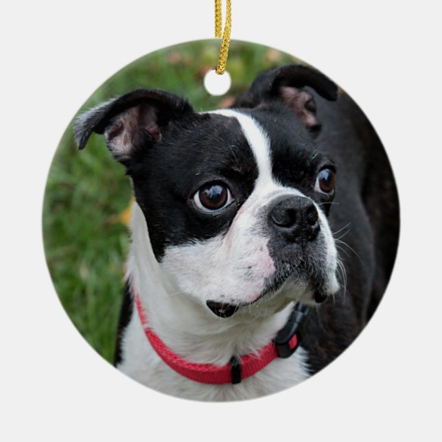 Boston terrier ceramic ornament (Front)