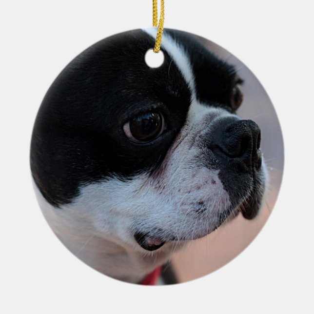 Boston terrier ceramic ornament (Front)