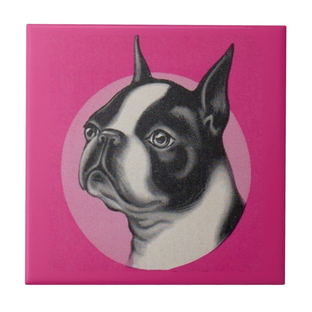 Boston terrier ceramic tile (Front)