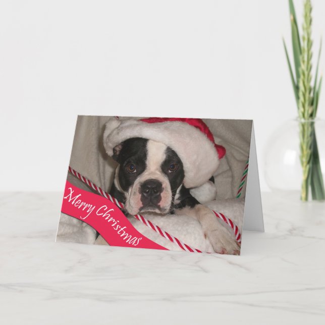 Boston Terrier Christmas Card (Front)