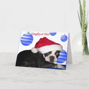 Boston Terrier Christmas Card