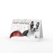Boston Terrier Christmas Card