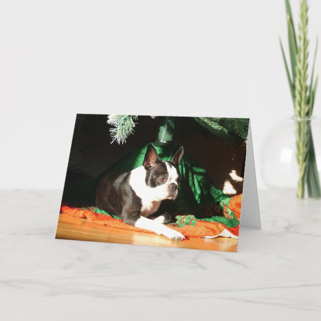 Boston Terrier Christmas with Piper Holiday Card (Front)