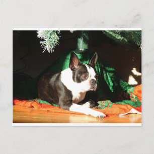 Boston Terrier Christmas with Piper Holiday Postcard