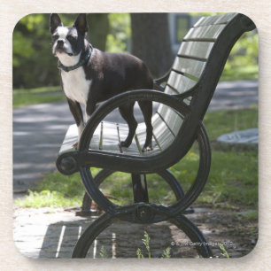 Boston Terrier Coaster