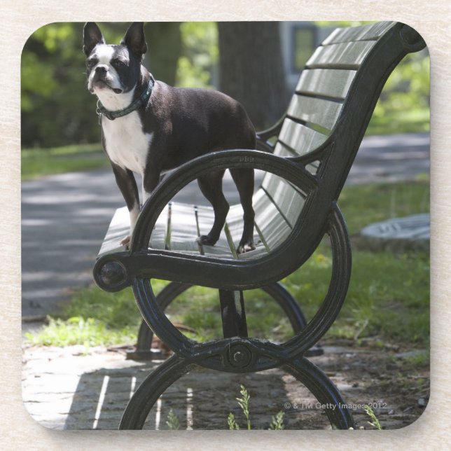 Boston Terrier Coaster (Front)