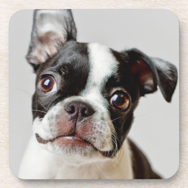 Boston Terrier Coaster (Front)