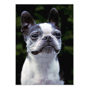 Boston Terrier, Colour, Photo Print