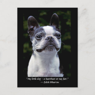 Boston Terrier Colour Quote Postcard