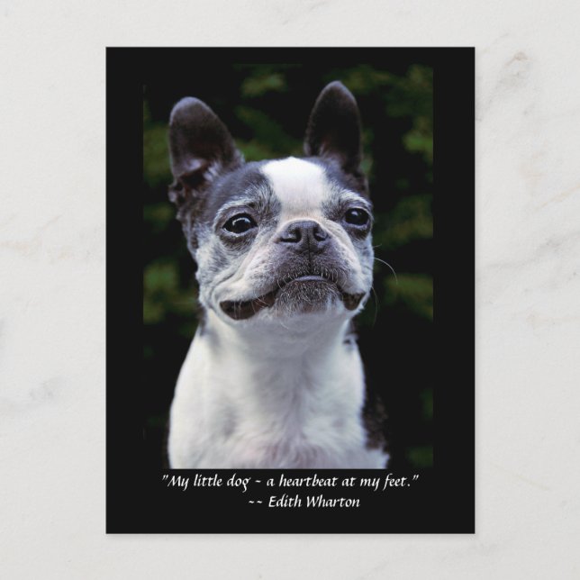 Boston Terrier Colour Quote Postcard (Front)