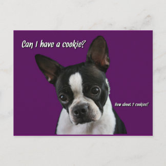 Boston Terrier: Cookie please? Postcard