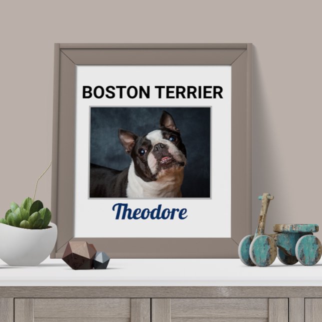 Boston Terrier Custom Dog Poster (Creator Uploaded)