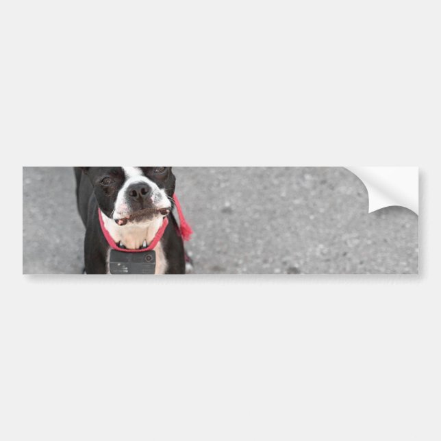 Boston Terrier Dog Bumper Sticker (Front)