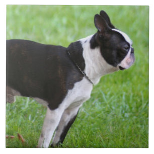 Boston Terrier dog Ceramic Tile