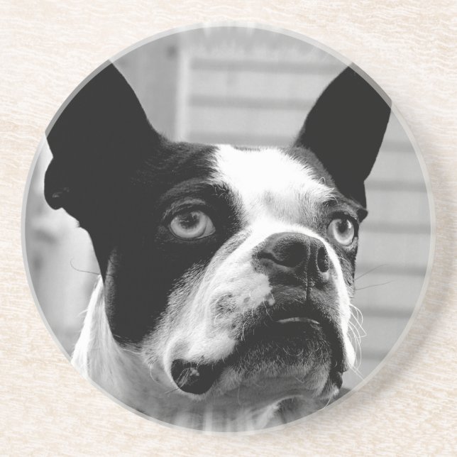 Boston Terrier Dog Coasters (Front)