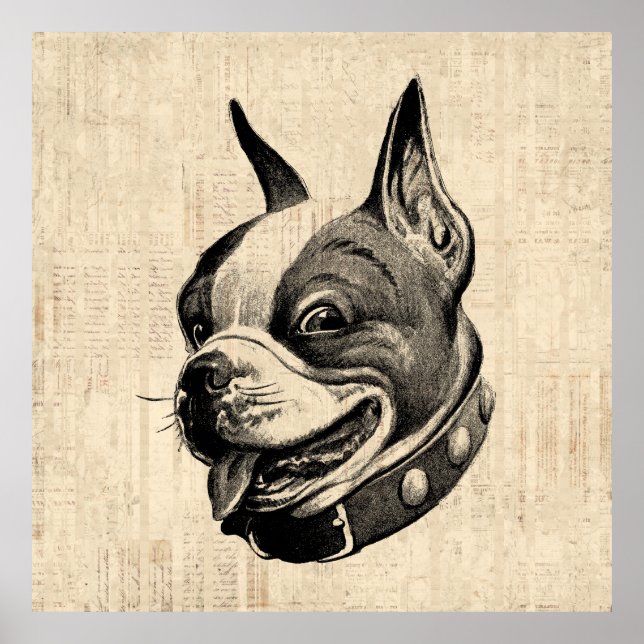 Boston Terrier Dog Cute Pet Dog Antique Art Poster (Front)