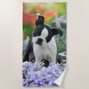 Boston Terrier Dog Cute Puppy Animal Head Photo , Beach Towel