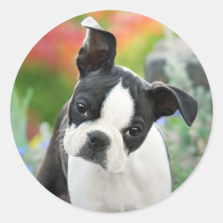 Boston Terrier Dog Cute Puppy Animal Head Photo -- Classic Round Sticker