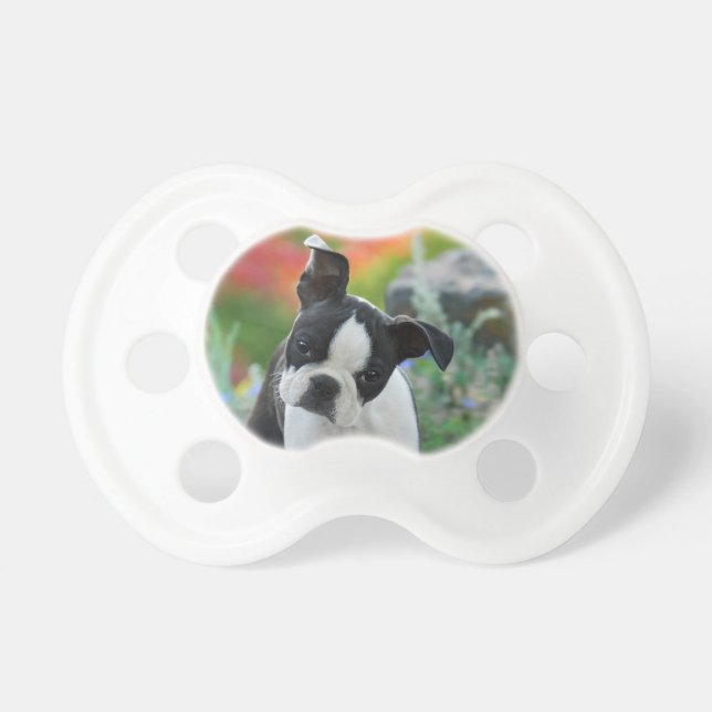 Boston Terrier Dog Cute Puppy Animal Head Photo . Dummy (Front)