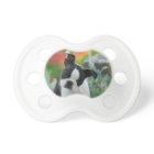 Boston Terrier Dog Cute Puppy Animal Head Photo .