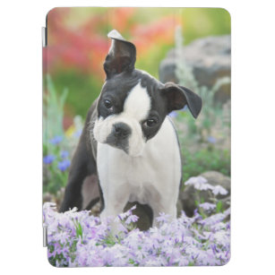 Boston Terrier Dog Cute Puppy Animal Head Photo -- iPad Air Cover