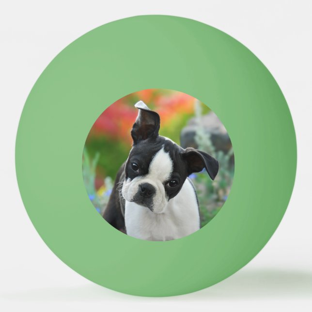 Boston Terrier Dog Cute Puppy Animal Head Photo Ping Pong Ball (Front)
